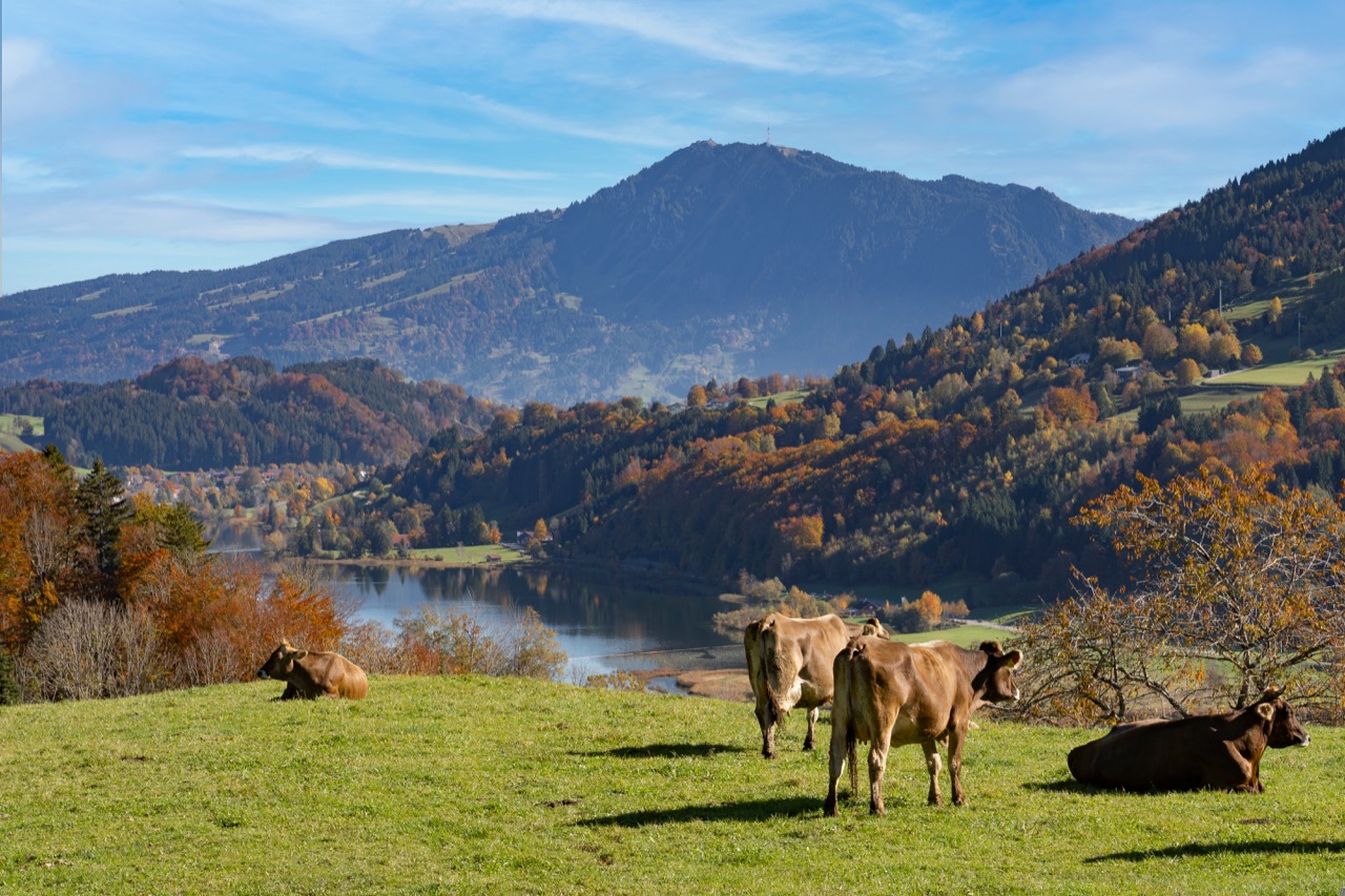 Herbstliche Landschaft am Alpsee und Grünten; Symbolbild, keine Aufnahme der Veranstaltung.