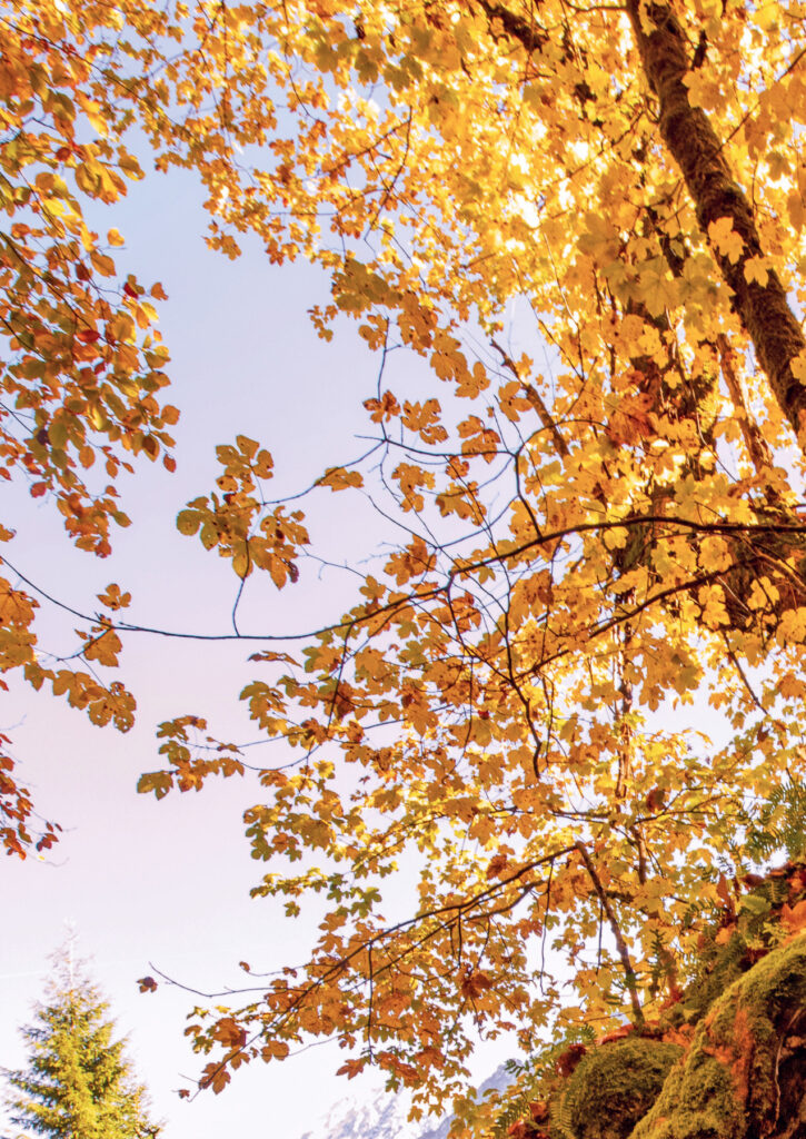 Illustration aus der Printausgabe: Goldene Wege: Herbstwanderungen mit Einkehr